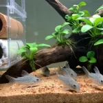 5 New Aquarium Syndrome Solutions You Must Know