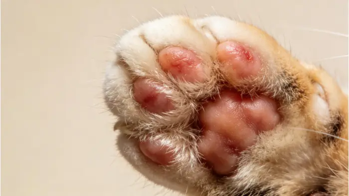 A Complete Guide to Cat Paw Swelling: Response and Prevention