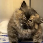 ‘Puff Kitty’ Zoe’s Miraculous Recovery: Swollen Like a Balloon, One Shelter’s Gesture Left the Internet in Tears
