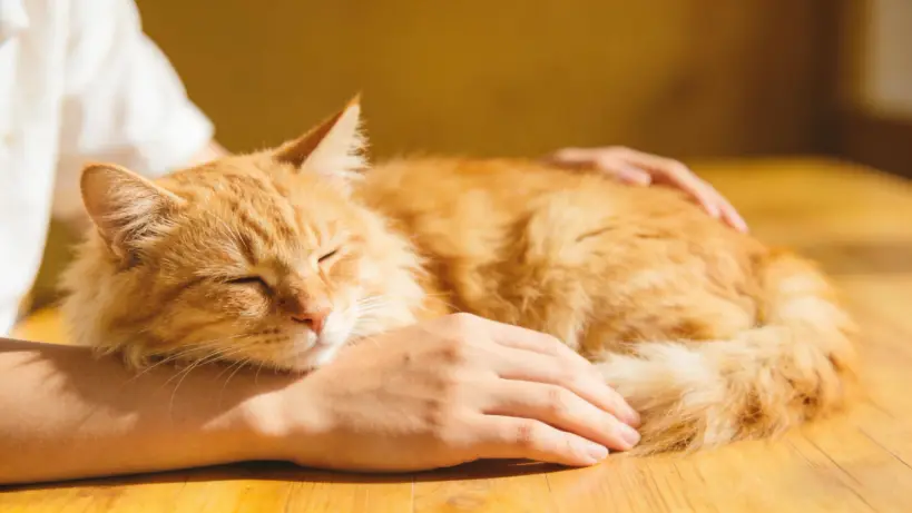 Digestive Health Is the #1 Concern: 68% of Pet Owners Are Buying This Type of Treat — Are You Choosing the Right One?