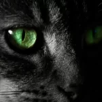 Why Do Cats’ Eyes Glow in the Dark? Secrets of a Night Hunter