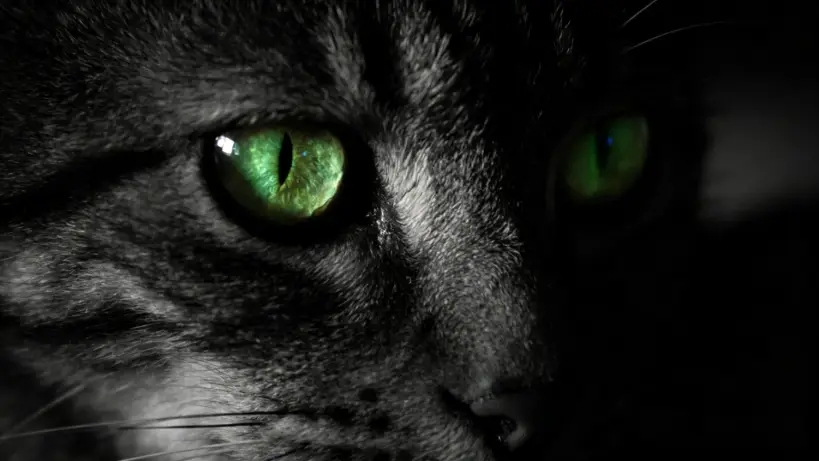 Why Do Cats’ Eyes Glow in the Dark? Secrets of a Night Hunter