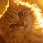 Do Cats Really Know Their Names? What a Japanese Study Found