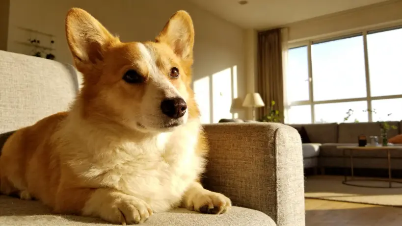 Owning a Corgi in an Apartment? 5 Surprising Truths You Need to Know