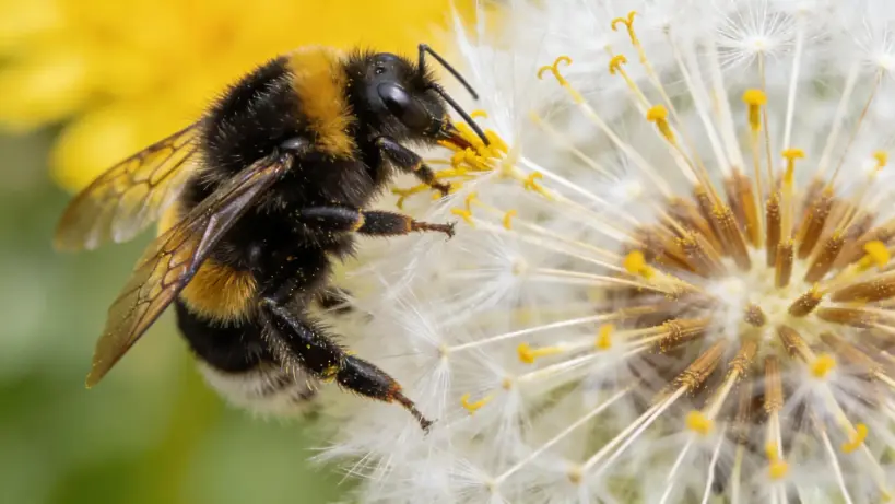 Why Letting Your Lawn Grow Could Save Thousands of Bees